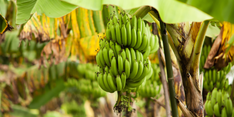 Gobierno dispone reactivación de la Comisión Nacional de Política Bananera