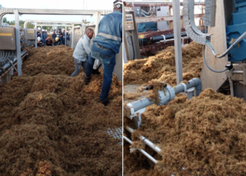 El sargazo afecta playas y la generación eléctrica