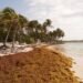 Bávaro-Punta Cana, zona de RD con mayor reporte de sargazos en 2023