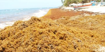 A República Dominicana llegarían unos tres millones de toneladas de sargazo