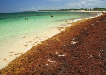 Expertos proyectan sargazos superarán con creces el 2022