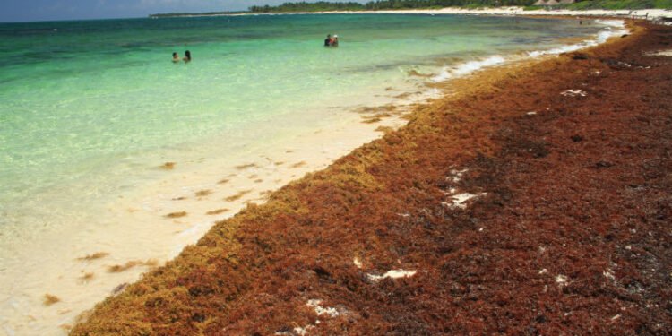 Expertos proyectan sargazos superarán con creces el 2022