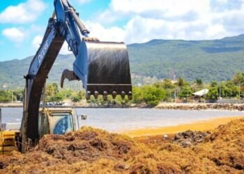Usarán el sargazo que invade la RD para producir energía eléctrica