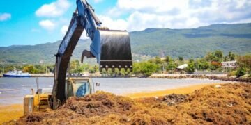 Usarán el sargazo que invade la RD para producir energía eléctrica