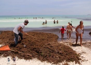Limpiar un kilómetro de playa con sargazo cuesta entre 800 mil dólares y 1.5 millones de dólares al año.