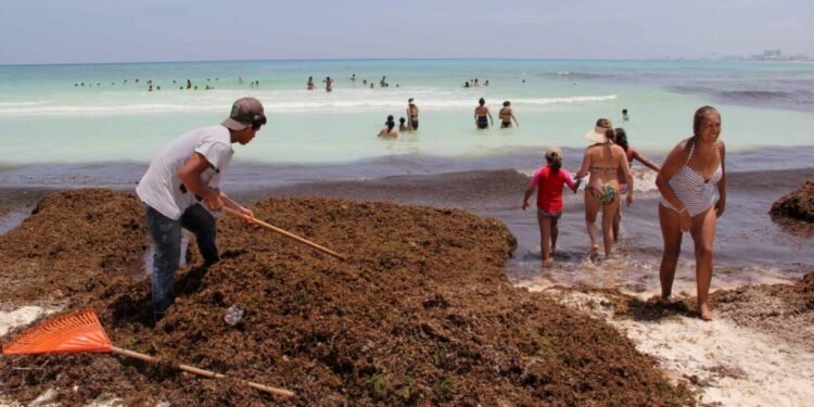 Limpiar un kilómetro de playa con sargazo cuesta entre 800 mil dólares y 1.5 millones de dólares al año.