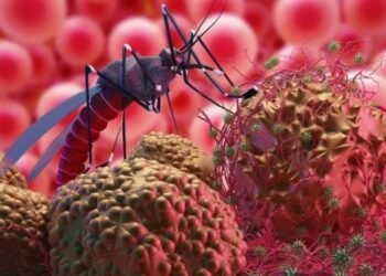 Científicos descubren posible vía para desorientar y desactivar el parásito de la malaria