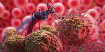 Científicos descubren posible vía para desorientar y desactivar el parásito de la malaria