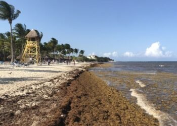 El sargazo que llega a RD tiene altas concentraciones de arsénico, según estudio de Intec