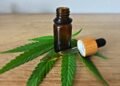 Científicos hallan componente medicinal de cannabis en planta de Brasil