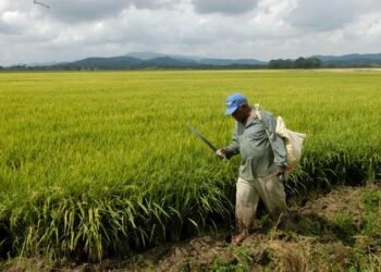 Advierten de presencia de metales pesados en una zona arrocera
