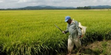Advierten de presencia de metales pesados en una zona arrocera