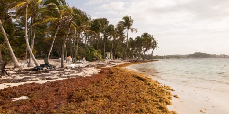 Cantidad de sargazo en el mar Caribe disminuiría para los próximos tres meses