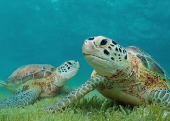 RD establece veda de diez años para proteger las tortugas marinas