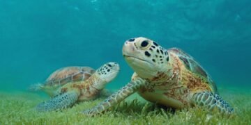 RD establece veda de diez años para proteger las tortugas marinas