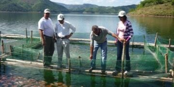 Más de RD$400 millones aporta a la economía dominicana la producción de tilapias