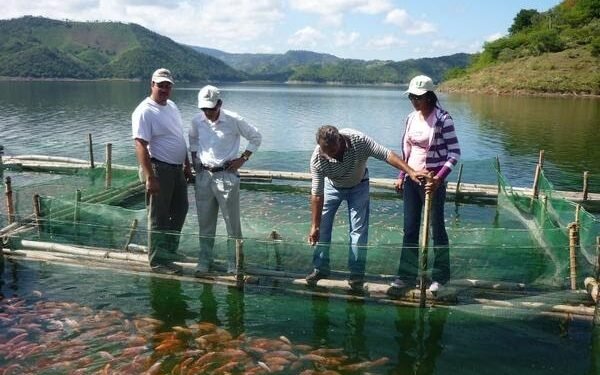Más de RD$400 millones aporta a la economía dominicana la producción de tilapias