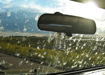 Por qué hay una disminución a gran escala de los insectos