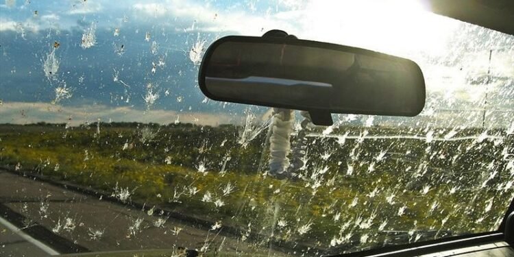 Por qué hay una disminución a gran escala de los insectos