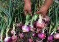 Cebolleros dicen no aguantar más deuda de 300 millones que le debe Agricultura