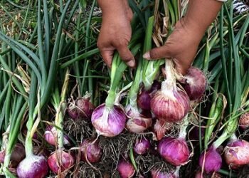 Cebolleros dicen no aguantar más deuda de 300 millones que le debe Agricultura