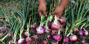Cebolleros dicen no aguantar más deuda de 300 millones que le debe Agricultura