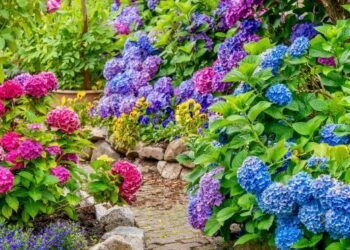 Celebran en en la Bonao la Novena Feria de las Hortensias