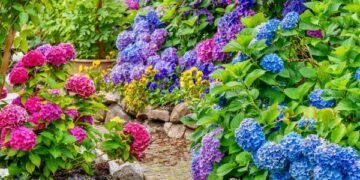 Celebran en en la Bonao la Novena Feria de las Hortensias