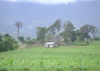 Ven insólito sembrar maíz en Guyana, con 8.1 millones de tareas de tierra sub-utilizadas y abandonadas en RD”