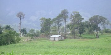 Ven insólito sembrar maíz en Guyana, con 8.1 millones de tareas de tierra sub-utilizadas y abandonadas en RD”