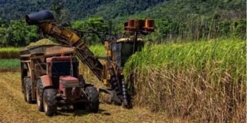 Producción de azúcar y leche se ha visto reducida por la sequía