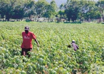 Sector agropecuario de la provincia Espaillat sufre las consecuencias del cierre de la frontera