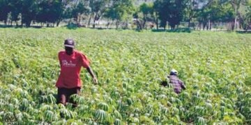Sector agropecuario de la provincia Espaillat sufre las consecuencias del cierre de la frontera