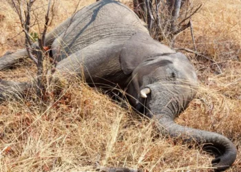 Elefantes mueren en África por el intenso calor mientras migran en busca de agua