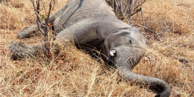 Elefantes mueren en África por el intenso calor mientras migran en busca de agua
