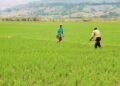 Productores advierten cosecha de arroz de Dajabón se vería afectada si desvían el río Masacre.