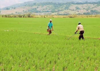 Productores advierten cosecha de arroz de Dajabón se vería afectada si desvían el río Masacre.