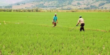 Productores advierten cosecha de arroz de Dajabón se vería afectada si desvían el río Masacre.