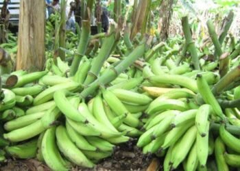 Ministerio de Agricultura: masiva exportaciones de plátanos incide en un aumento en los precios locales