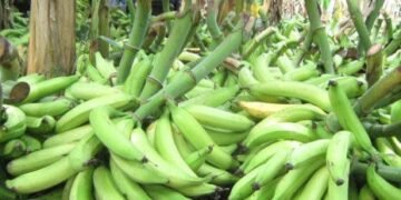 Ministerio de Agricultura: masiva exportaciones de plátanos incide en un aumento en los precios locales