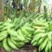 Ministerio de Agricultura: masiva exportaciones de plátanos incide en un aumento en los precios locales
