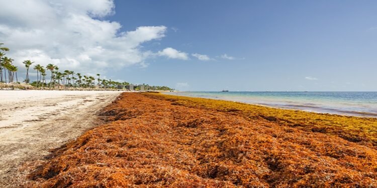 Proyectos de investigación sobre Sargazo de nueve universidades están en espera de fondos