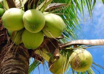 República Dominicana exportará cocos verdes a Estados Unidos