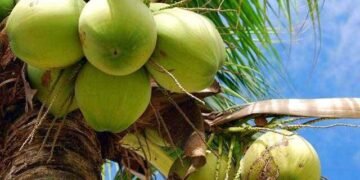 República Dominicana exportará cocos verdes a Estados Unidos