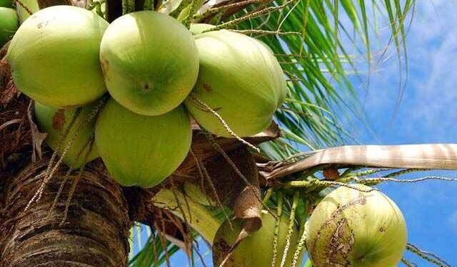 República Dominicana exportará cocos verdes a Estados Unidos