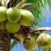 República Dominicana exportará cocos verdes a Estados Unidos