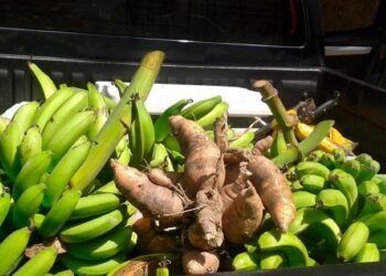 Familias sin opción ante el alto costo del plátano, yuca y guineo