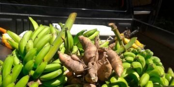 Familias sin opción ante el alto costo del plátano, yuca y guineo