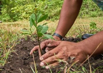 ¿Es absurdo plantar árboles para combatir el cambio climático?