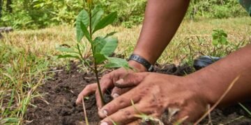 ¿Es absurdo plantar árboles para combatir el cambio climático?